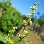 Plukenetia volubilis Flower