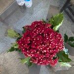 Leea guineensis Flower