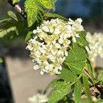 Sorbus koehneana Flower