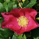 Rosa pendulinaFlors