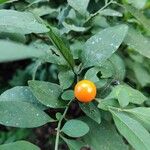 Solanum pseudocapsicum ফল