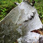 Betula ermanii 樹皮