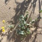 Linaria thymifolia Hoja