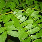 Abarema macradenia Leaf