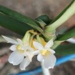 Calyptrochilum christyanum Flor