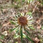 Carlina vulgaris 花