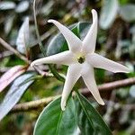 Atractocarpus chartaceus 花