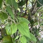 Paederia foetida Leaf