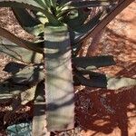Aloe divaricata Hoja