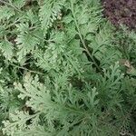 Selaginella tamariscina Foglia