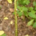 Dryopteris carthusiana Altul/Alta