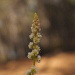 Sesamoides purpurascens Flor