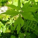 Hydrophyllum virginianum Hoja