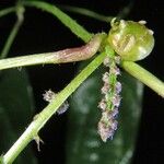 Dioscorea pilosiuscula Fruit