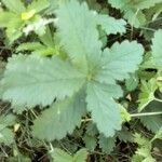 Potentilla heptaphylla Blad