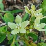 Stephanotis abyssinica Λουλούδι