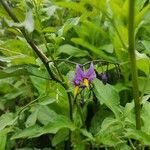 Solanum dulcamaraFlower