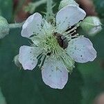 Rubus scaber ᱵᱟᱦᱟ