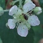 Rubus scaber Kwiat