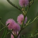 Mimosa pigra 花