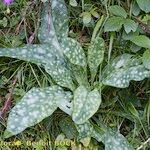 Cerinthe glabra Hábito