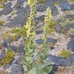 Verbascum thapsusFlower