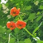 Lilium carniolicum Flower