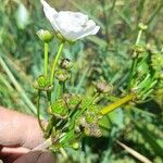 Echinodorus grandiflorus Květ