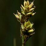 Carex heleonastes फल