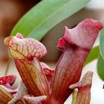 Sarracenia purpurea Lehti