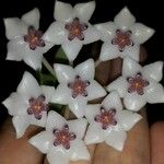 Hoya lanceolata Λουλούδι