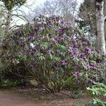 Rhododendron niveum Hábitos