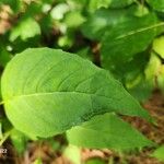 Circaea canadensis Yaprak