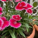 Dianthus chinensis Staniste