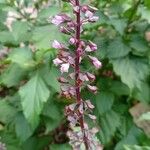 Ocimum carnosum Floare