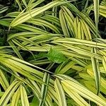 Hakonechloa macra Leaf