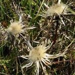 Carlina vulgaris Blomma