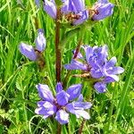 Campanula cervicaria ᱵᱟᱦᱟ