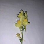 Linaria vulgarisFlor