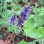 Aconitum napellusКвітка