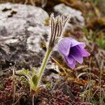 Pulsatilla grandis Blomst