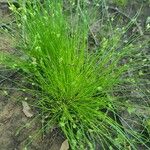 Isolepis cernua Ліст