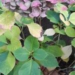 Hydrangea macrophylla Habitus