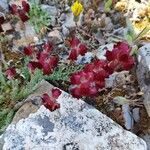 Linaria aeruginea Flor