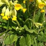 Primula verisFleur