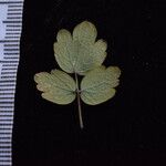 Thalictrum platycarpum Агульны выгляд