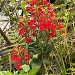 Lobelia cardinalis Kvet