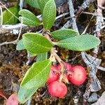 Arctostaphylos uva-ursi Плід