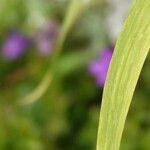 Tradescantia virginiana Lehti