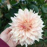 Dahlia pinnataFlower